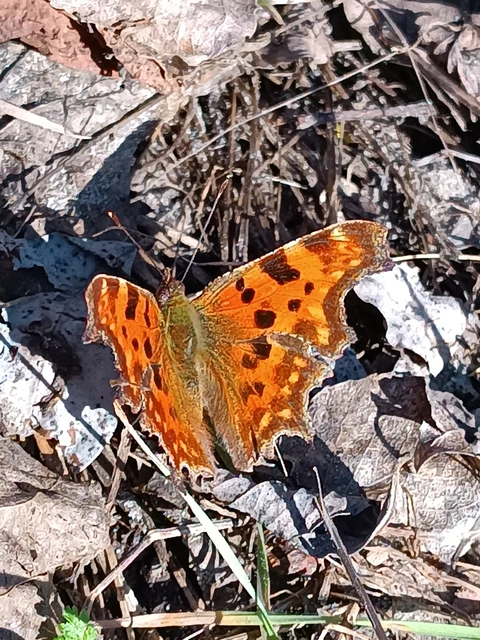 Nymphalis c-album - C-betűs lepke