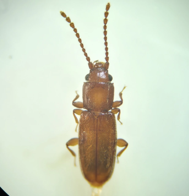 Laemophloeidae - szegélyeslapbogár-félék