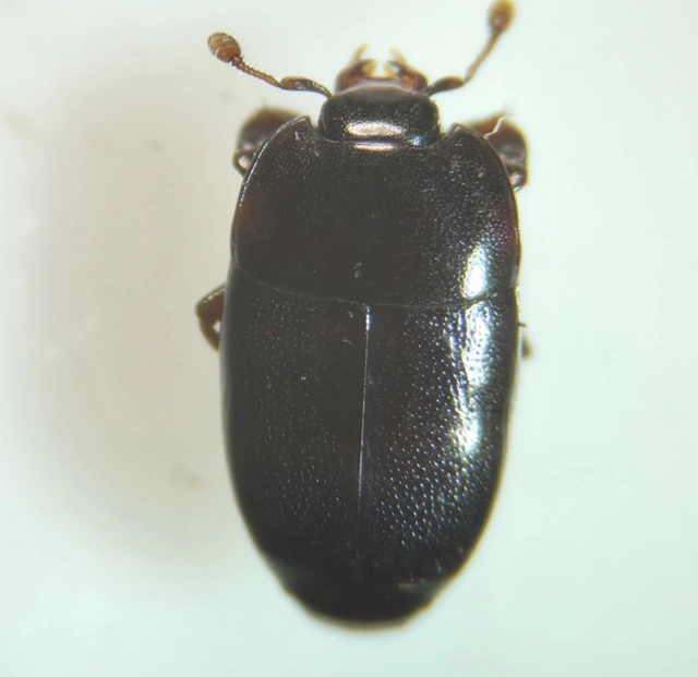 Platylomalus complanatus - lapított kéregsutabogár