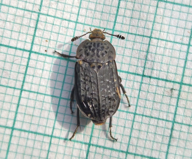 Thanatophilus rugosus - ripacsos dögbogár