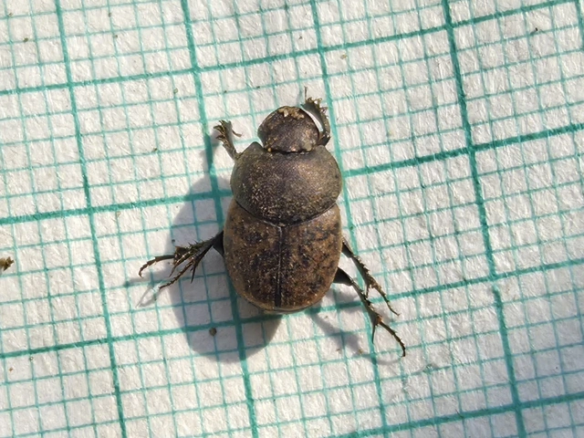Onthophagus fracticornis - bronzos trágyatúró