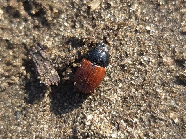 Aphodius fimetarius - feketehasú trágyabogár