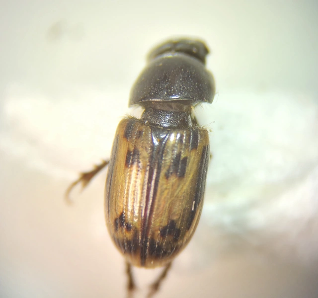 Aphodius distinctus - rajzos trágyabogár
