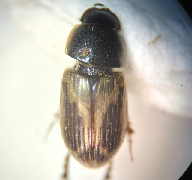 Aphodius prodromus - sárgalábú trágyabogár