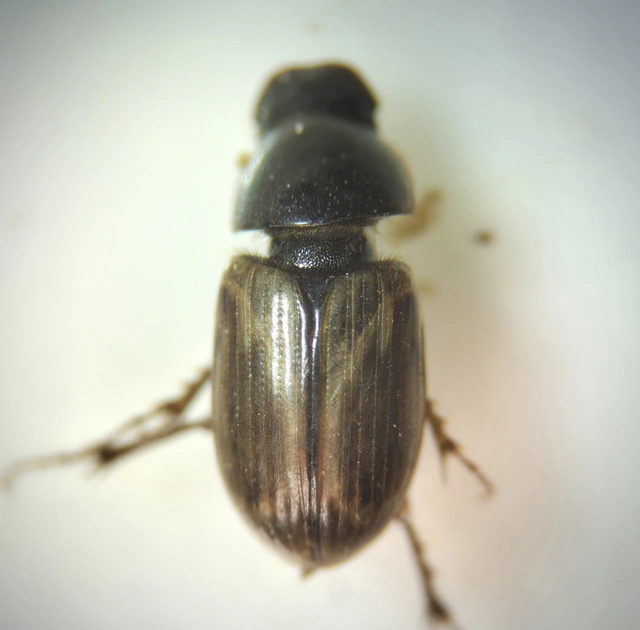 Aphodius prodromus - sárgalábú trágyabogár