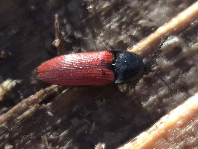 Ampedus