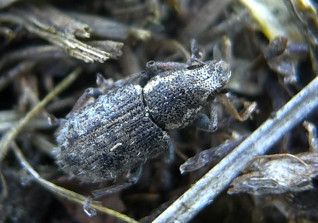 Sitona hispidulus - szőrös csipkézőbogár