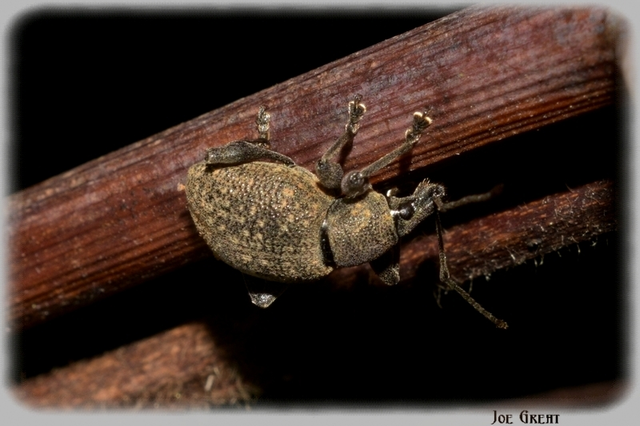 Coleoptera - Bogarak