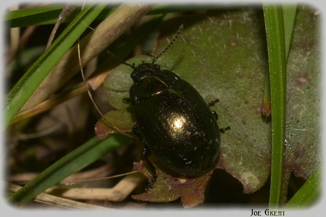 Chrysolina chalcites - homoki levelész Chrysolina chalcites - homoki levelész