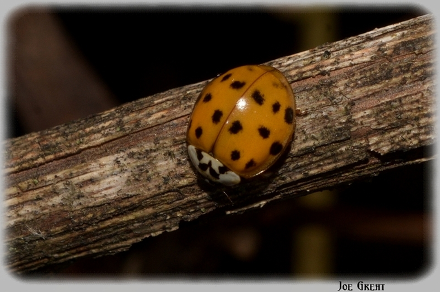 Harmonia axyridis - harlekinkatica