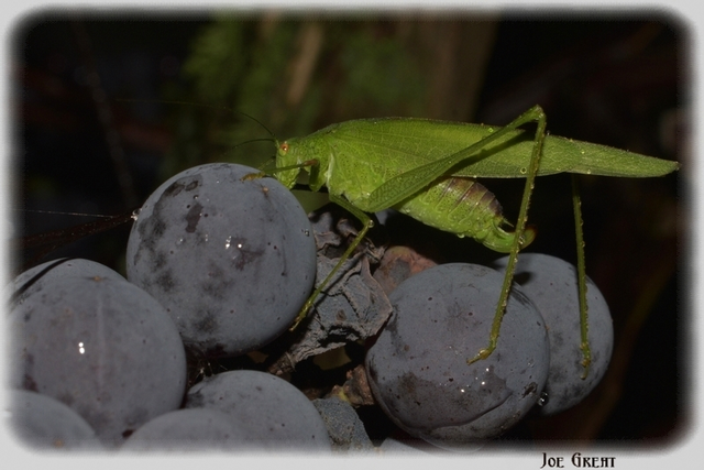 Phaneroptera