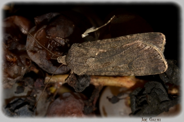 Agrotis segetum - vetési földibagoly