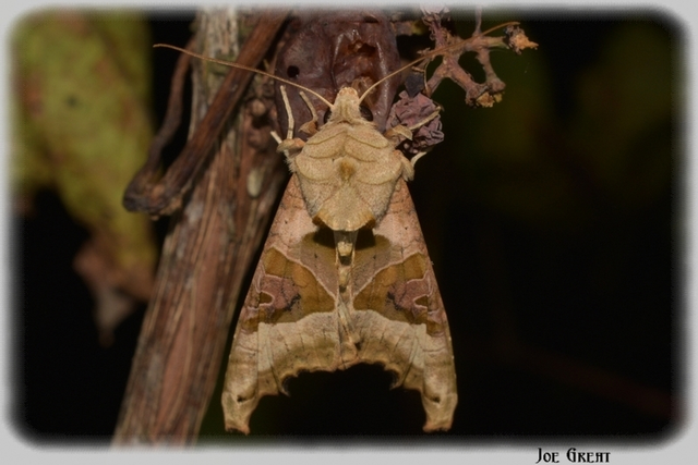 Phlogophora meticulosa - vándorló csipkésbagoly