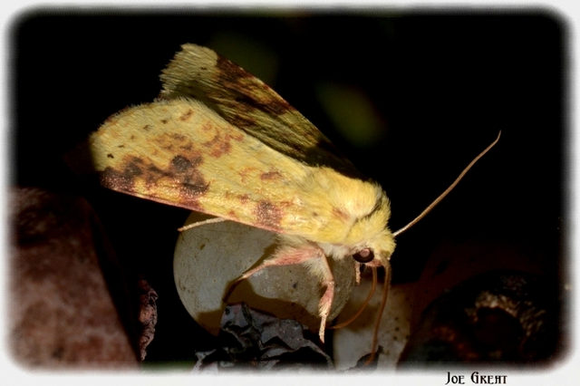 Cirrhia icteritia - nyárfa-sárgabagoly