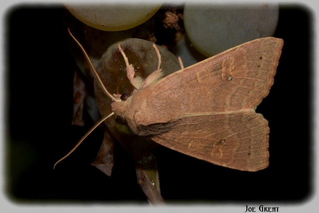 Cirrhia ocellaris - fakó sárgabagoly