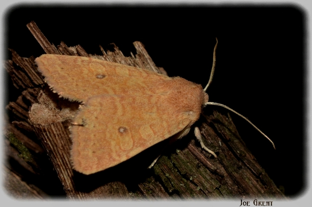 Cirrhia gilvago - foltos sárgabagoly