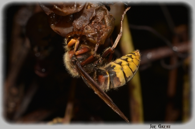 Vespa crabro - lódarázs