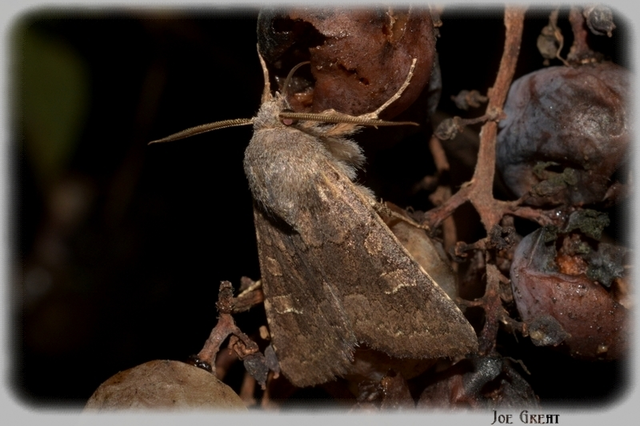 Aporophyla lutulenta - sziki őszibagoly