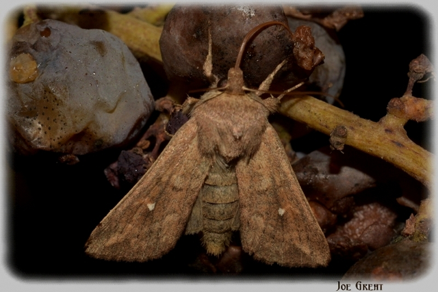 Mythimna albipuncta - fehérpettyes rétibagoly