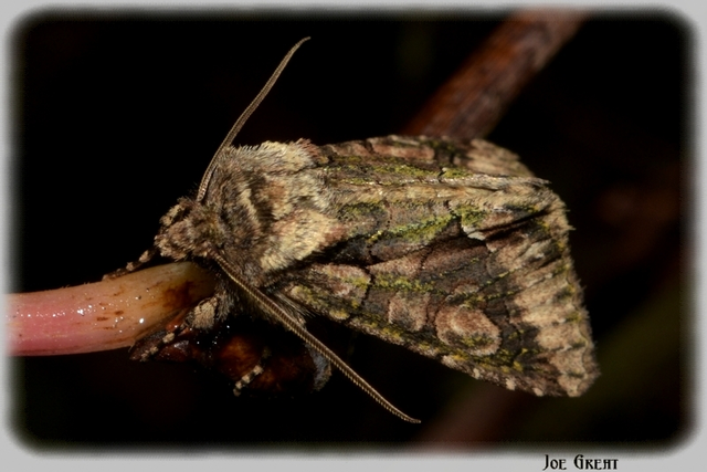 Allophyes oxyacanthae - galagonyabagoly