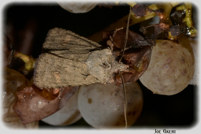 Lithophane ornitopus - közönséges fabagoly