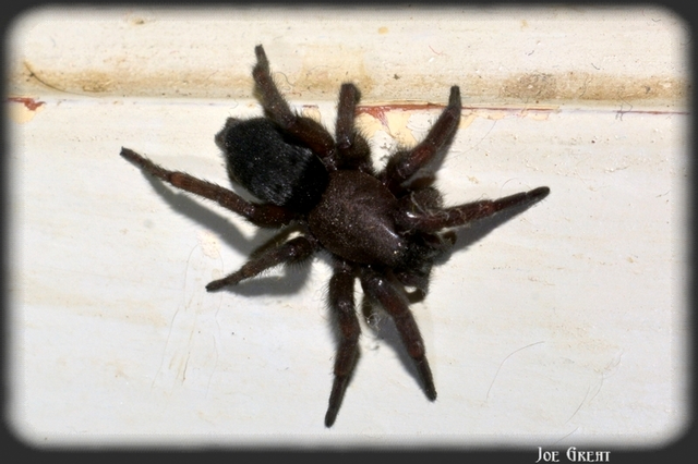Scotophaeus