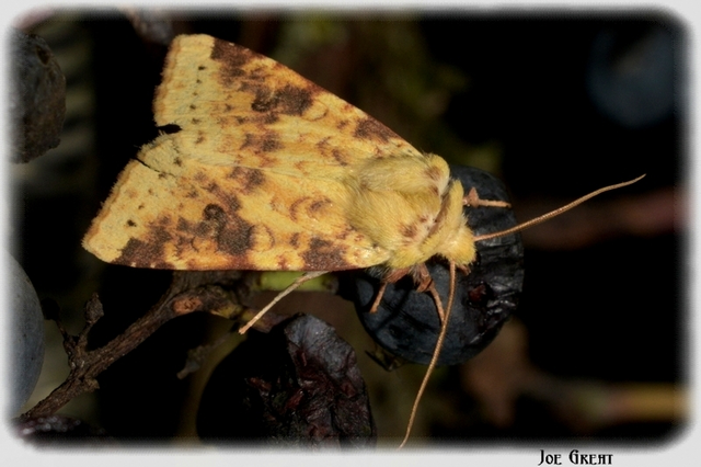 Cirrhia icteritia - nyárfa-sárgabagoly