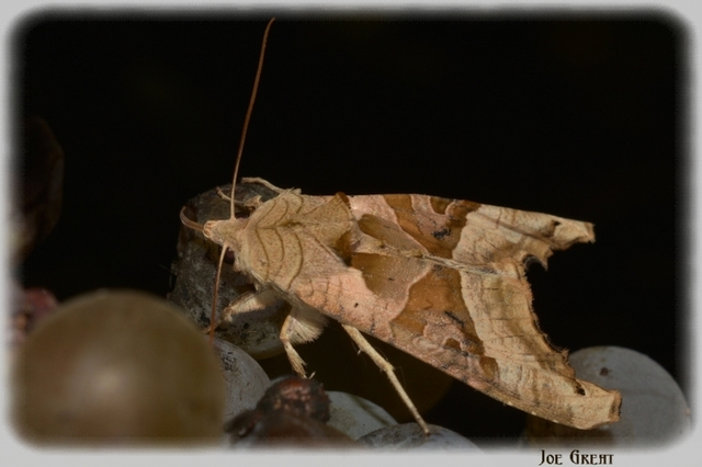 Phlogophora meticulosa - vándorló csipkésbagoly