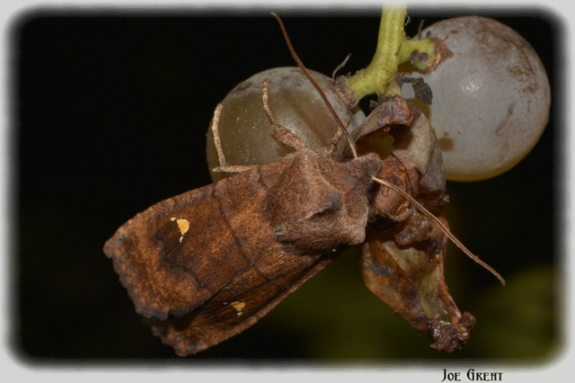 Eupsilia transversa - holdacskás télibagoly