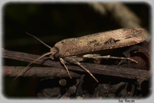 Agrotis ipsilon - nagy földibagoly