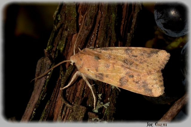Cirrhia gilvago/ocellaris