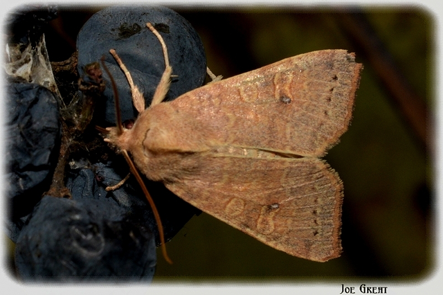 Cirrhia ocellaris - fakó sárgabagoly