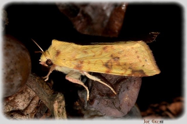 Cirrhia icteritia - nyárfa-sárgabagoly