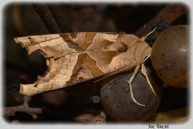 Phlogophora meticulosa - vándorló csipkésbagoly