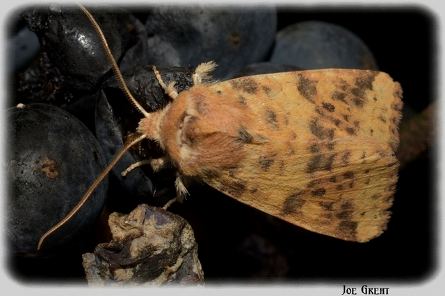 Cirrhia gilvago - foltos sárgabagoly