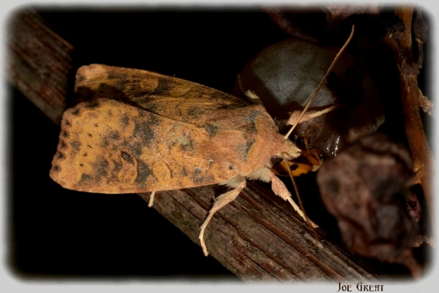 Cirrhia gilvago - foltos sárgabagoly