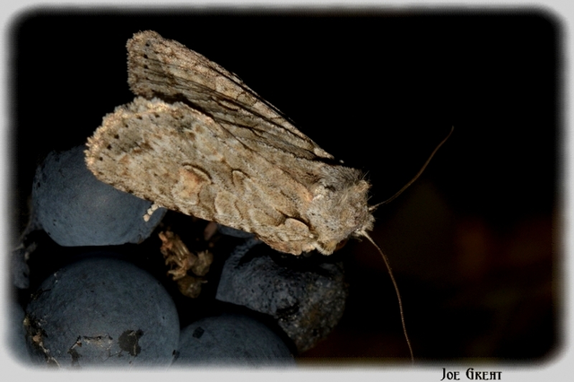 Lithophane ornitopus - közönséges fabagoly