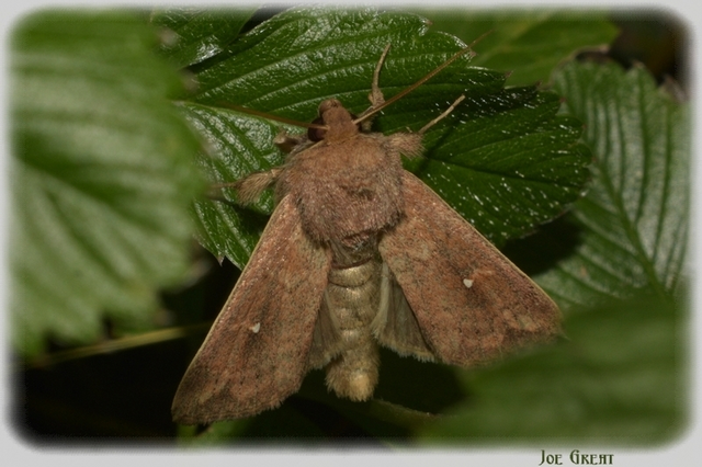 Mythimna albipuncta - fehérpettyes rétibagoly