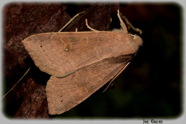 Cirrhia ocellaris - fakó sárgabagoly