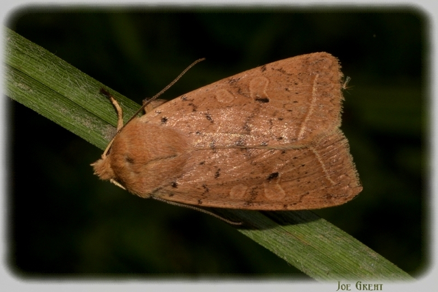Leptologia macilenta - gyertyán-őszibagoly