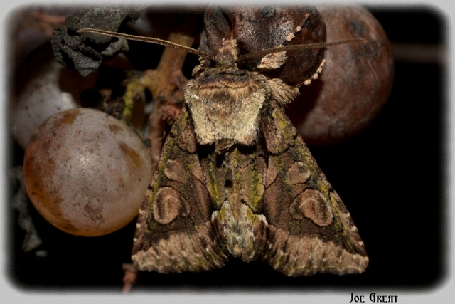 Allophyes oxyacanthae - galagonyabagoly