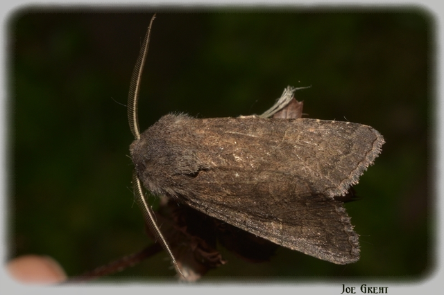 Aporophyla lutulenta - sziki őszibagoly