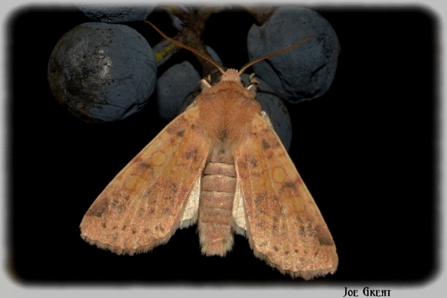 Cirrhia gilvago - foltos sárgabagoly