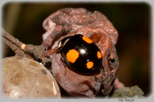 Harmonia axyridis - harlekinkatica