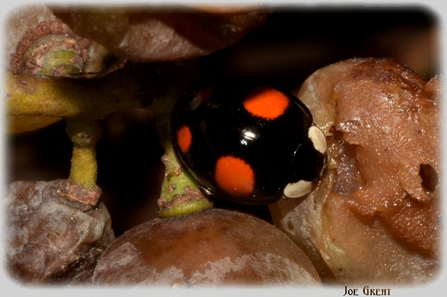 Harmonia axyridis - harlekinkatica