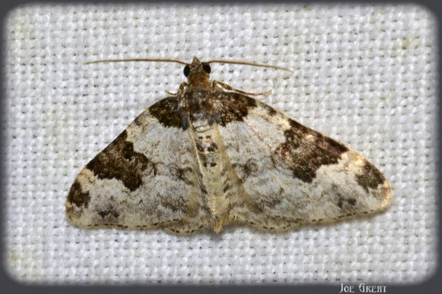 Xanthorhoe fluctuata - közönséges tarkaaraszoló