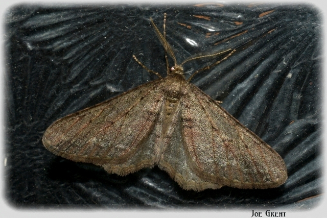 Agriopis bajaria - kökény-téliaraszoló