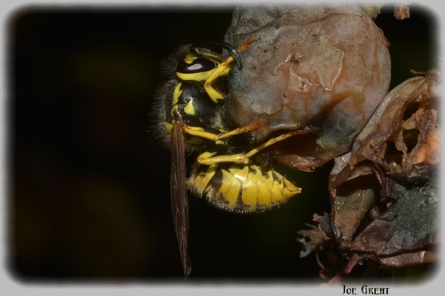 Vespula
