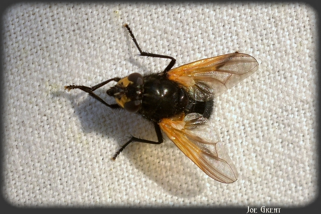Diptera - Kétszárnyúak