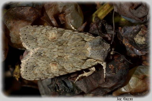 Lithophane ornitopus - közönséges fabagoly